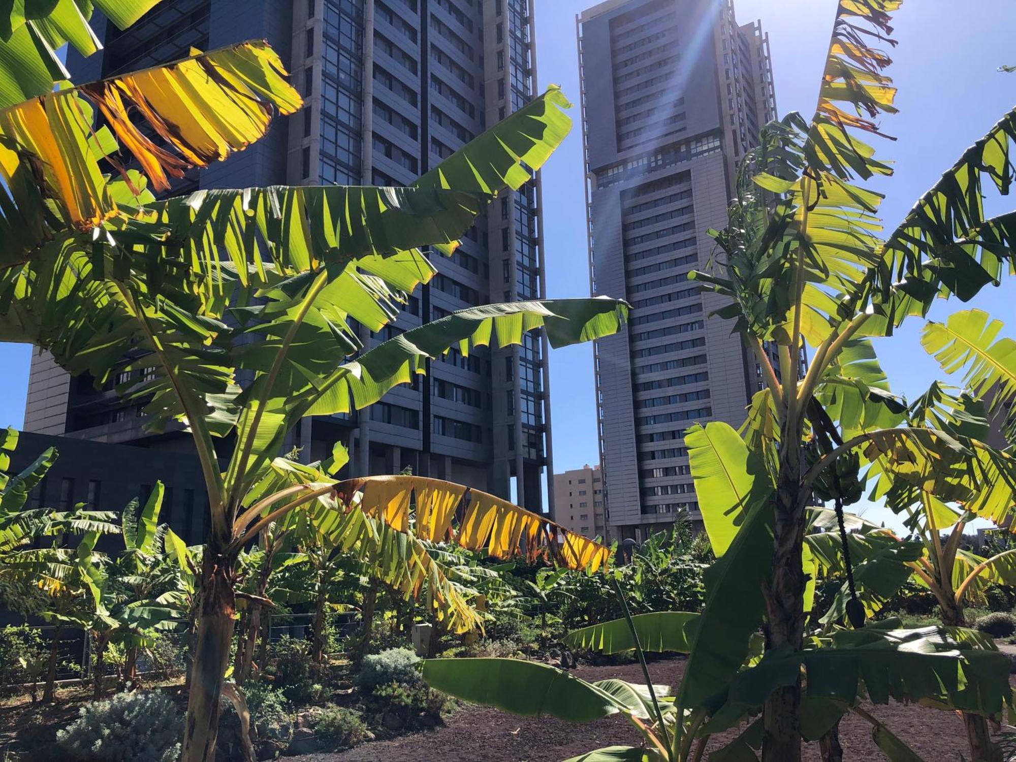 Home2Book El Encanto De La Torre I ซานตาครูซ เด เตเนริเฟ ภายนอก รูปภาพ