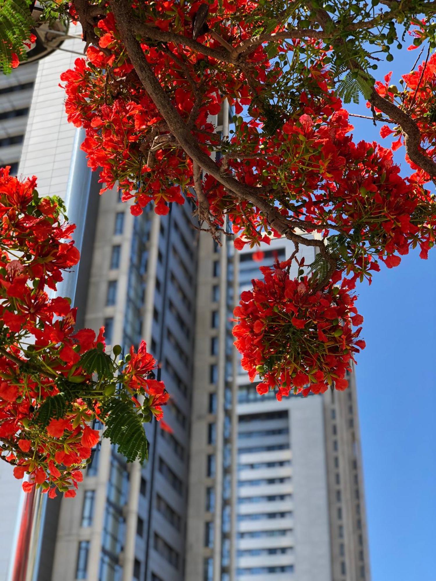 Home2Book El Encanto De La Torre I ซานตาครูซ เด เตเนริเฟ ภายนอก รูปภาพ